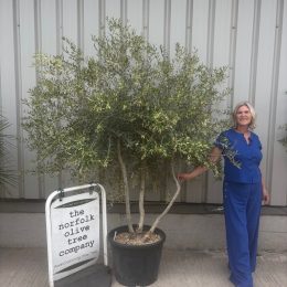 Multi-Stem Terrace & Courtyard Olive Tree | Patio & Rooftop Olive Tree UK |delivery included