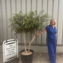 Multi-Stem Terrace & Courtyard Olive Tree | Patio & Rooftop Olive Tree UK |delivery included