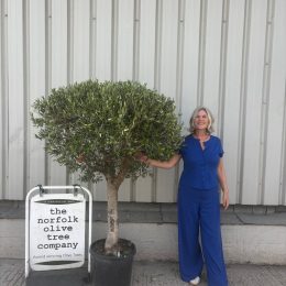 Olive Tree in Pot UK -Arbequina variety -delivery included