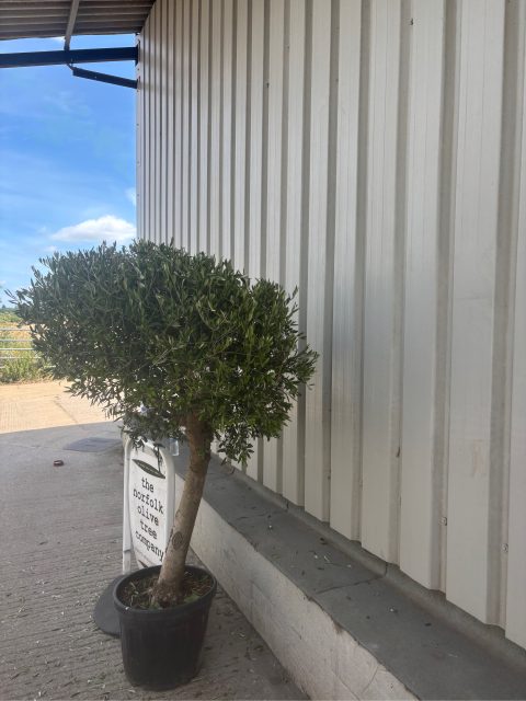 Olive tree in pot