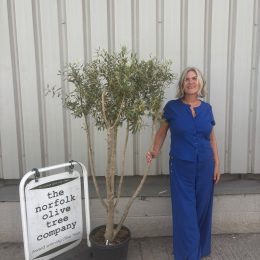 Architectural Olive tree. Delivery included.