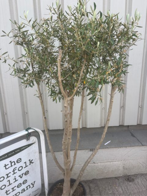 Olive tree in pot