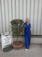 IMG_1687 Italian Olive Tree for sale