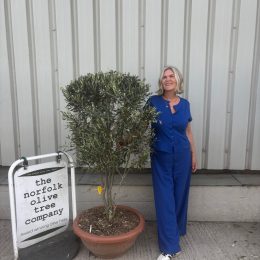 Italian Olive Tree for sale