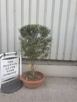 IMG_1688 Italian Olive Tree for sale