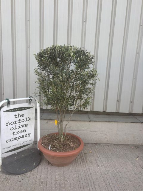 Italian Olive Tree for sale