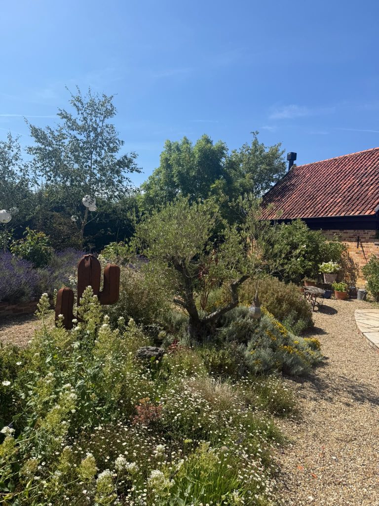 Olive Trees for Sale UK