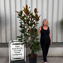 Magnolia Grandiflora ‘Gallisoniensis’ free delivery