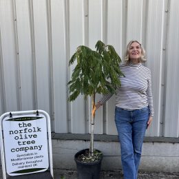 Albizia julibrissin – The Silk Tree - delivery included