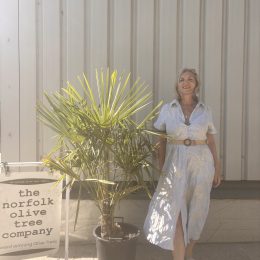 Trachycarpus fortunei Palm Tree – Hardy Windmill Palm for UK Gardens | Free mainland UK Delivery