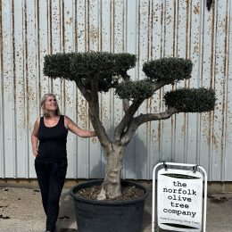 Japanese-Style Olive Tree with Cloud Pruned Form