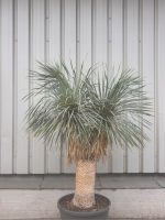 Large mature Yucca rostrata for sale in the UK with blue evergreen foliage and sculptural trunk.