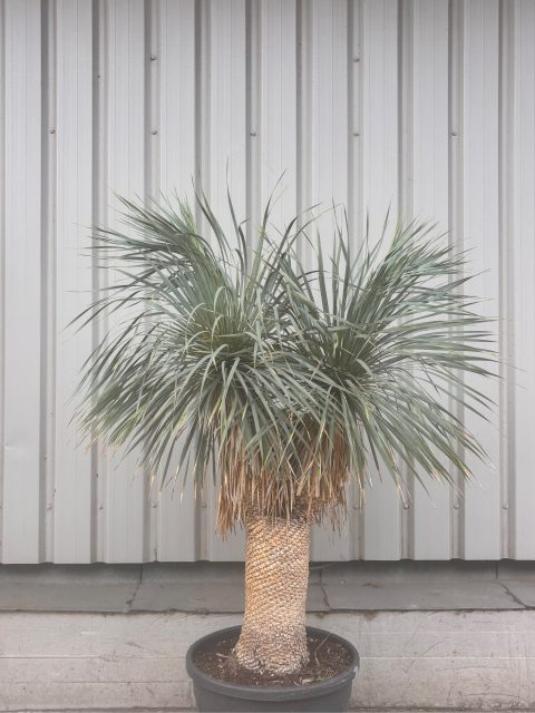 Large mature Yucca rostrata for sale in the UK with blue evergreen foliage and sculptural trunk.