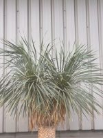 Yucca rostrata for sale UK