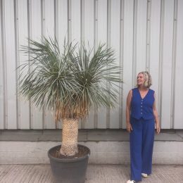 Yucca rostrata for Sale UK | Large Hardy Blue Yucca Tree | Norfolk Olive Tree Company