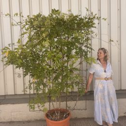 Espalier Wisteria ‘Shiro Kapitan Fuji’ – White Flowering Wisteria