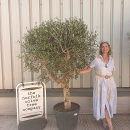 Olive Tree in Pot for Sale UK | Mature Hardy Olive Tree – Delivery Included