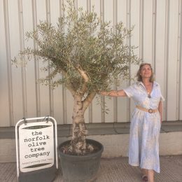 Branched Olive Tree for sale ‘Tortuga’