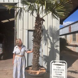 Trachycarpus fortunei Palm Tree – 2.7m Tall Specimen Windmill Palm | Hardy Palm UK