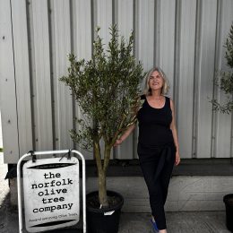 Charming Olive tree. Delivery included.