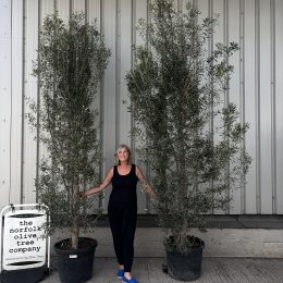 Pair of Mature Olive Trees 3.15m Planted | Evergreen Screening Trees