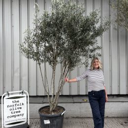 Tall Multi-Stem Olive Tree (Screening) – Mature Tuscany Olive Trees for Sale UK
