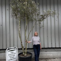 Extra Tall 3 Metre Multi-Stem Olive Tree (Screening) – Mature Tuscany Olive Trees for Sale UK