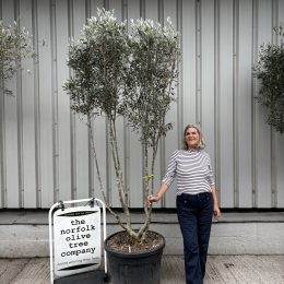 Olive Tree in Pot for Sale UK | Mature Hardy Olive Tree –