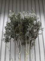 IMG_1675