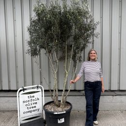 Olive Tree in Pot for Sale UK | Mature Hardy Olive Tree