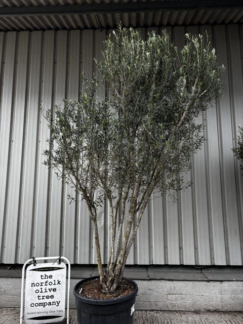 3 metre olive tree
