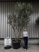 IMG_1684 3 metre olive tree