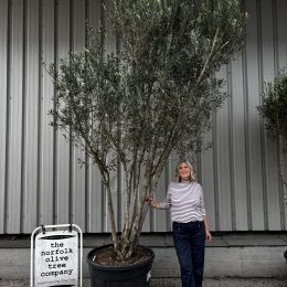 3 metre olive tree