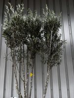IMG_1689