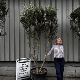 Olive Tree in Pot for Sale UK | Mature Hardy Olive Tree –