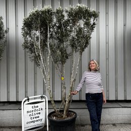 Olive Tree in Pot for Sale UK | Mature Hardy Olive Tree
