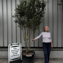 Olive Tree in Pot for Sale UK | Mature Hardy Olive Tree
