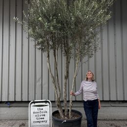 Tall Multi-Stem Olive Tree (Screening) – Mature Tuscany Olive Trees for Sale UK