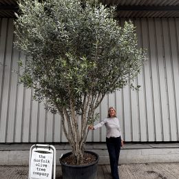 Tall Multi-Stem Olive Tree (Screening) – Mature Tuscany Olive Trees for Sale UK
