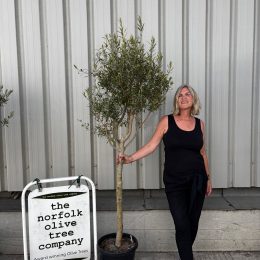 Standard olive tree. Free delivery.