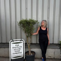 Multi-Stem Terrace & Courtyard Olive Tree | Patio Tree UK |delivery included