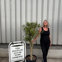 Multi-Stem Terrace & Courtyard Olive Tree | Patio Tree UK |delivery included