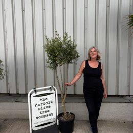 Multi-Stem Terrace & Courtyard Olive Tree | Patio Tree UK |delivery included