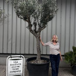Mature Tuscan Olive Tree