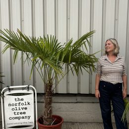 Trachycarpus fortunei – Hardy Windmill Palm Tree UK | delivery included