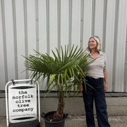 Trachycarpus fortunei – Hardy Windmill Palm Tree UK | Chusan Palm Specimen