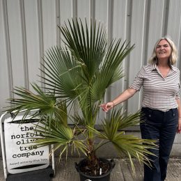 Brahea edulis (Guadalupe Palm) – Hardy Fan Palm | mainland UK Delivery