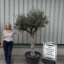 Branched Olive Tree ‘Tortuga’ delivery included