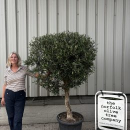 Olive Tree in Pot UK -Arbequina variety -delivery included