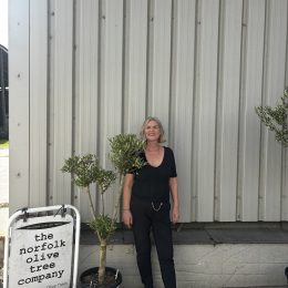 Charming Olive tree. Delivery included.